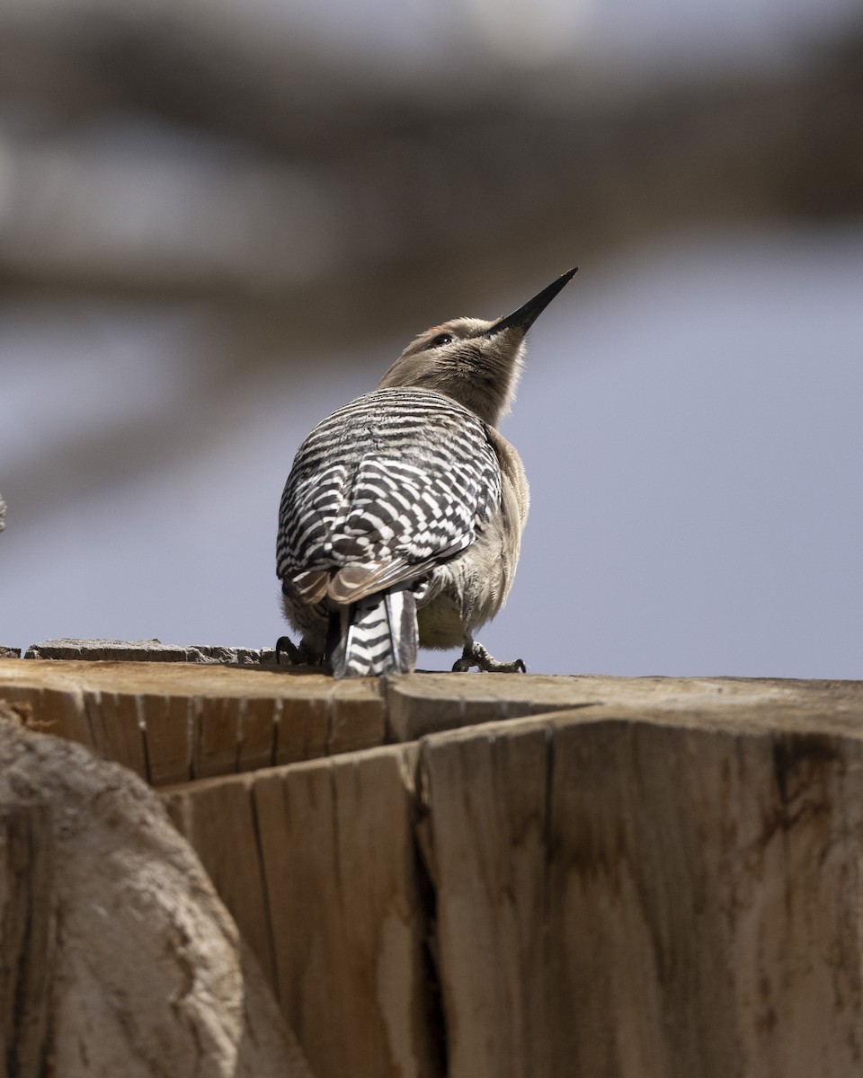 Gila Woodpecker - ML615160294