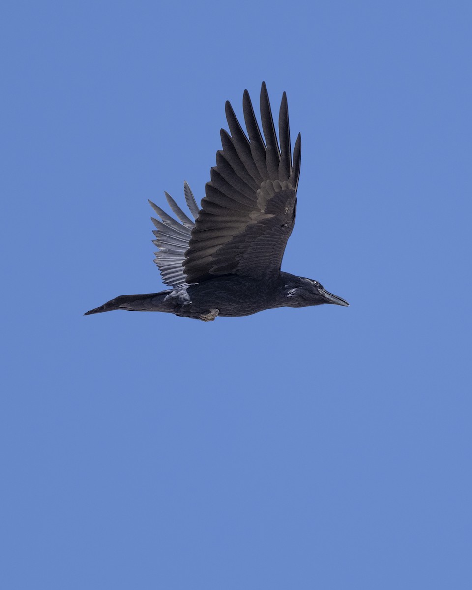 Common Raven - ML615160442