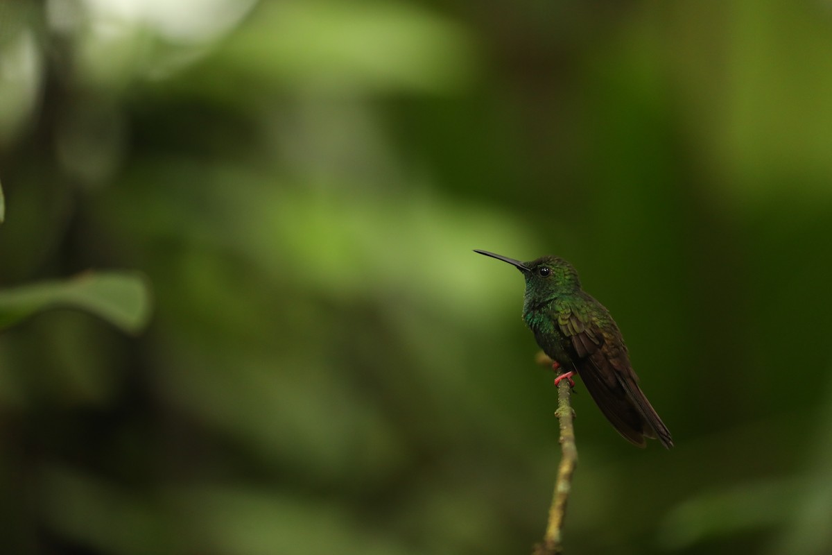 kolibřík křivozobý - ML615160527