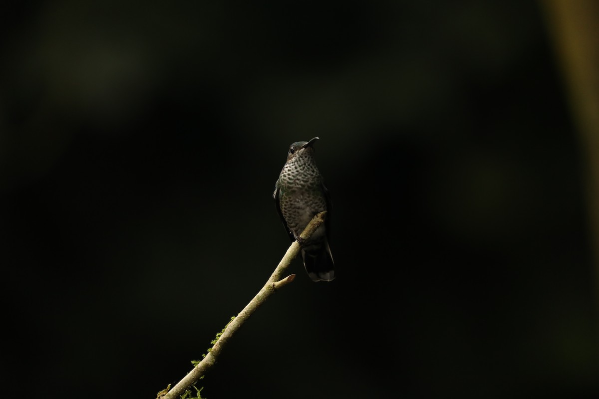 Scaly-breasted Hummingbird - Joshua Ward