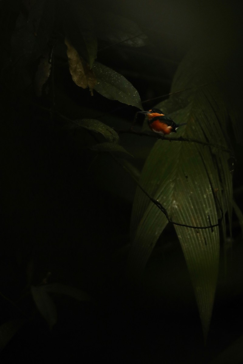 American Pygmy Kingfisher - Joshua Ward