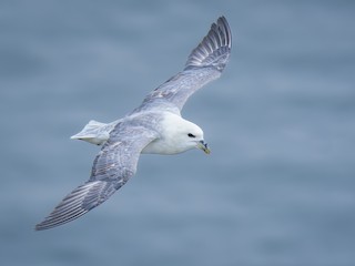  - Northern Fulmar