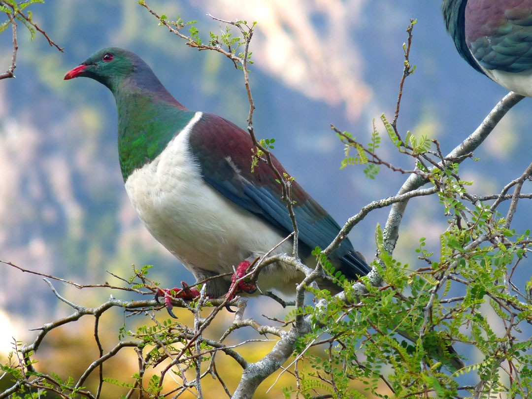 New Zealand Pigeon - Arden Anderson