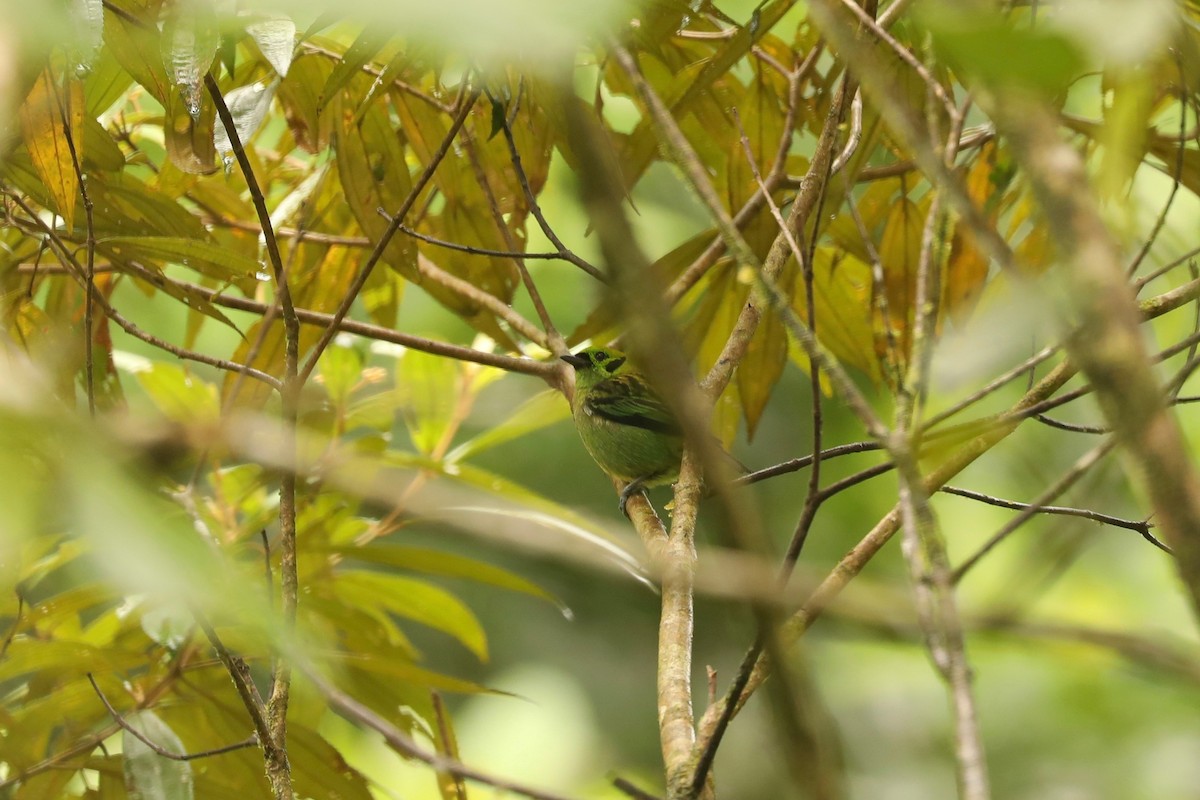 Emerald Tanager - ML615160687