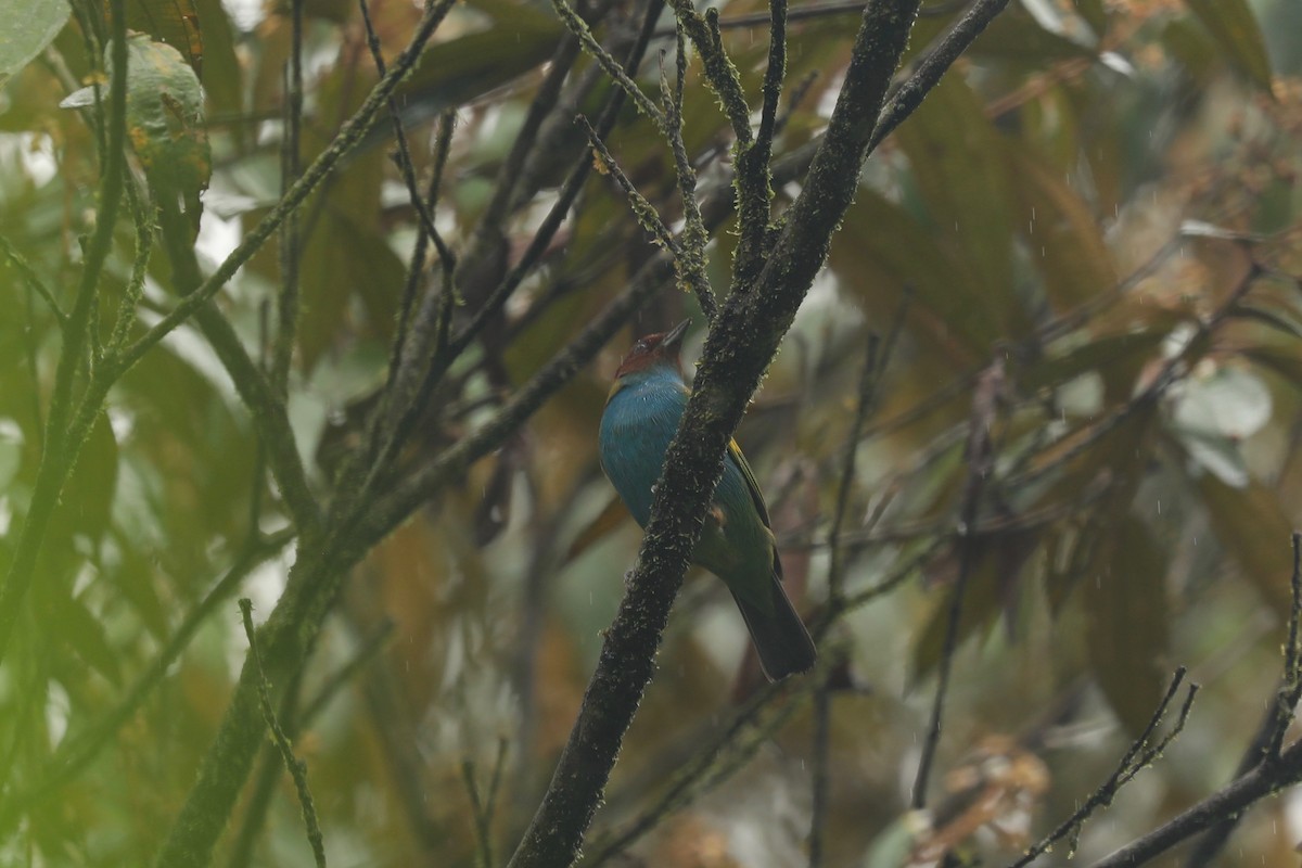 Bay-headed Tanager - ML615160711