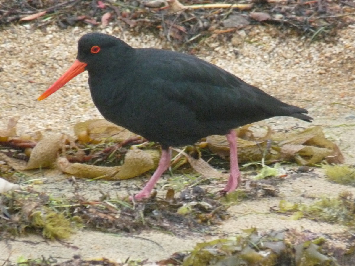 Variable Oystercatcher - Arden Anderson