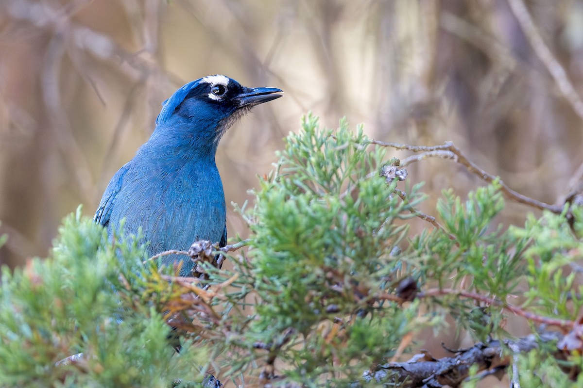 Steller's Jay (Middle American) - ML615160883