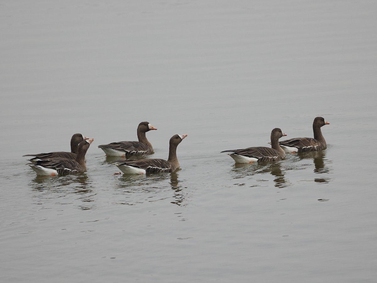 Greater White-fronted Goose - ML615160944