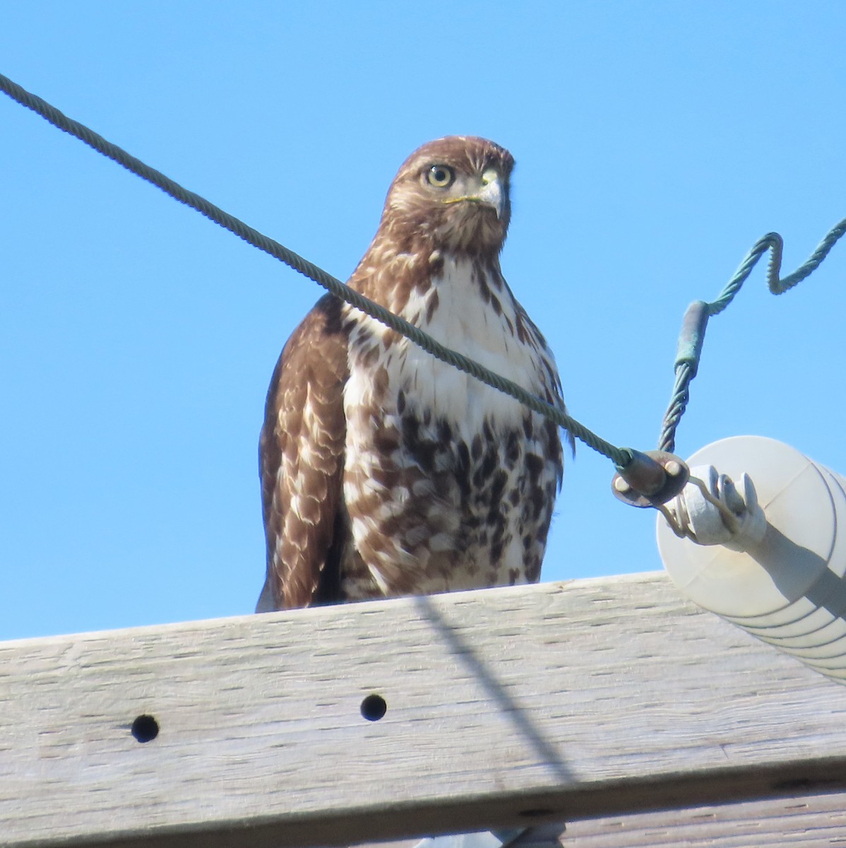 Red-tailed Hawk - ML615161278