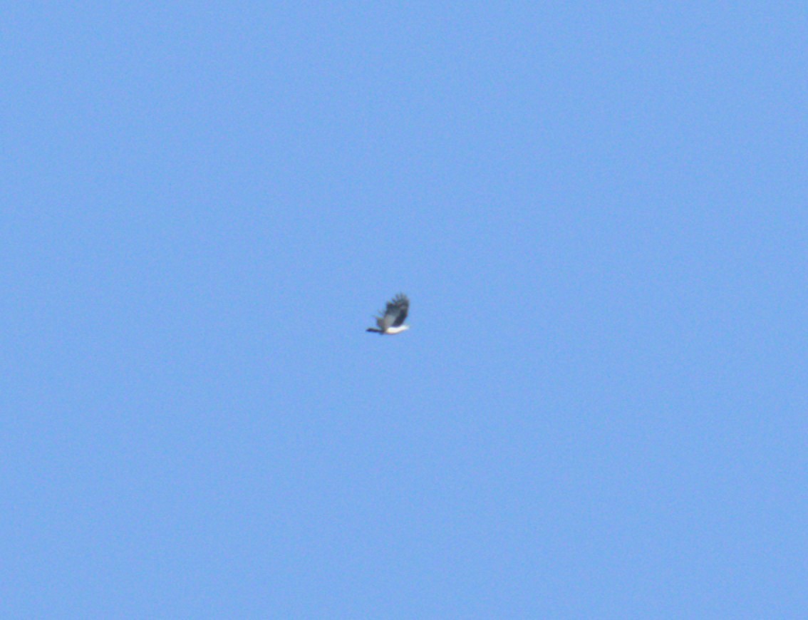 Gray-headed Kite - ML615161348