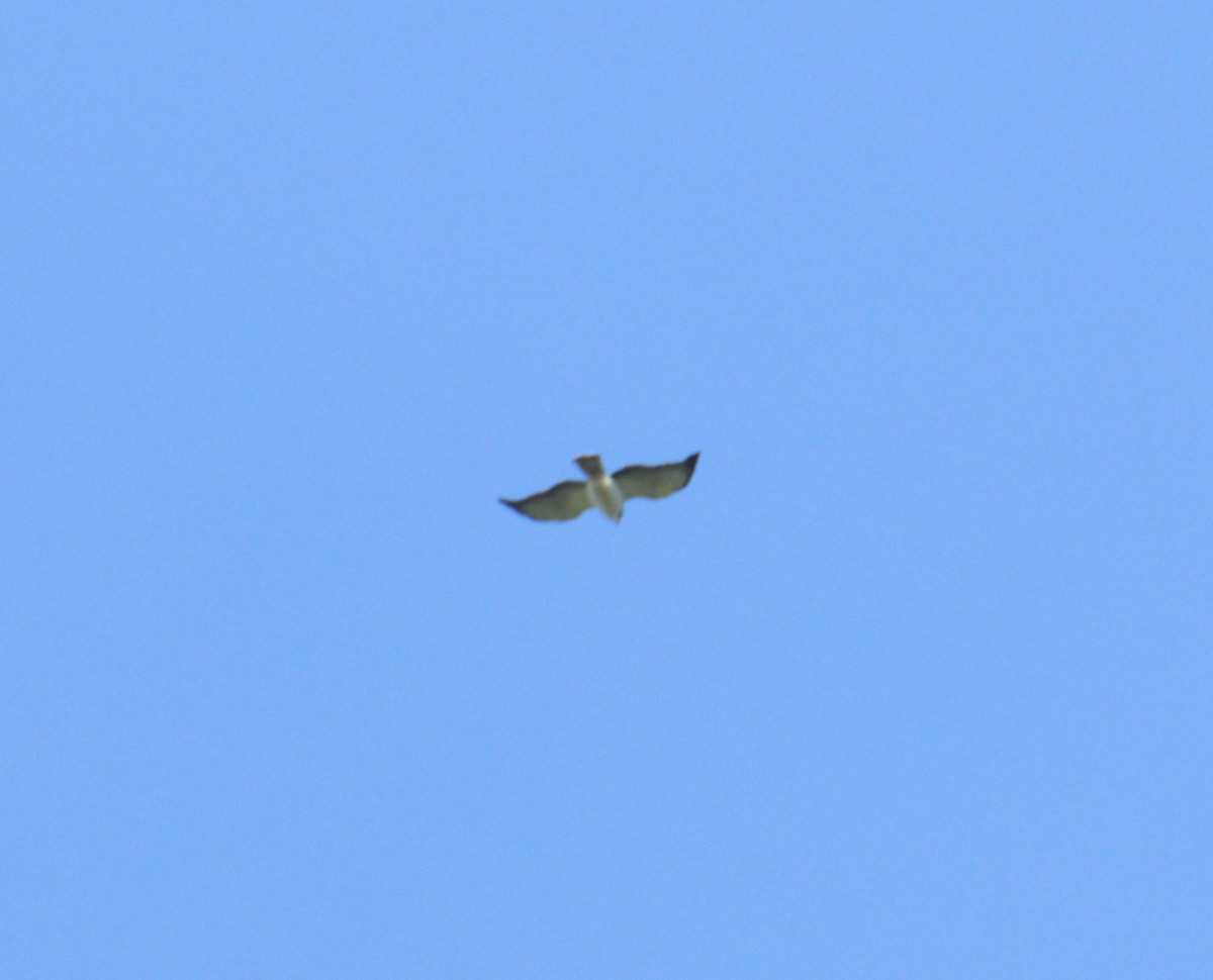 Short-tailed Hawk - ML615161378