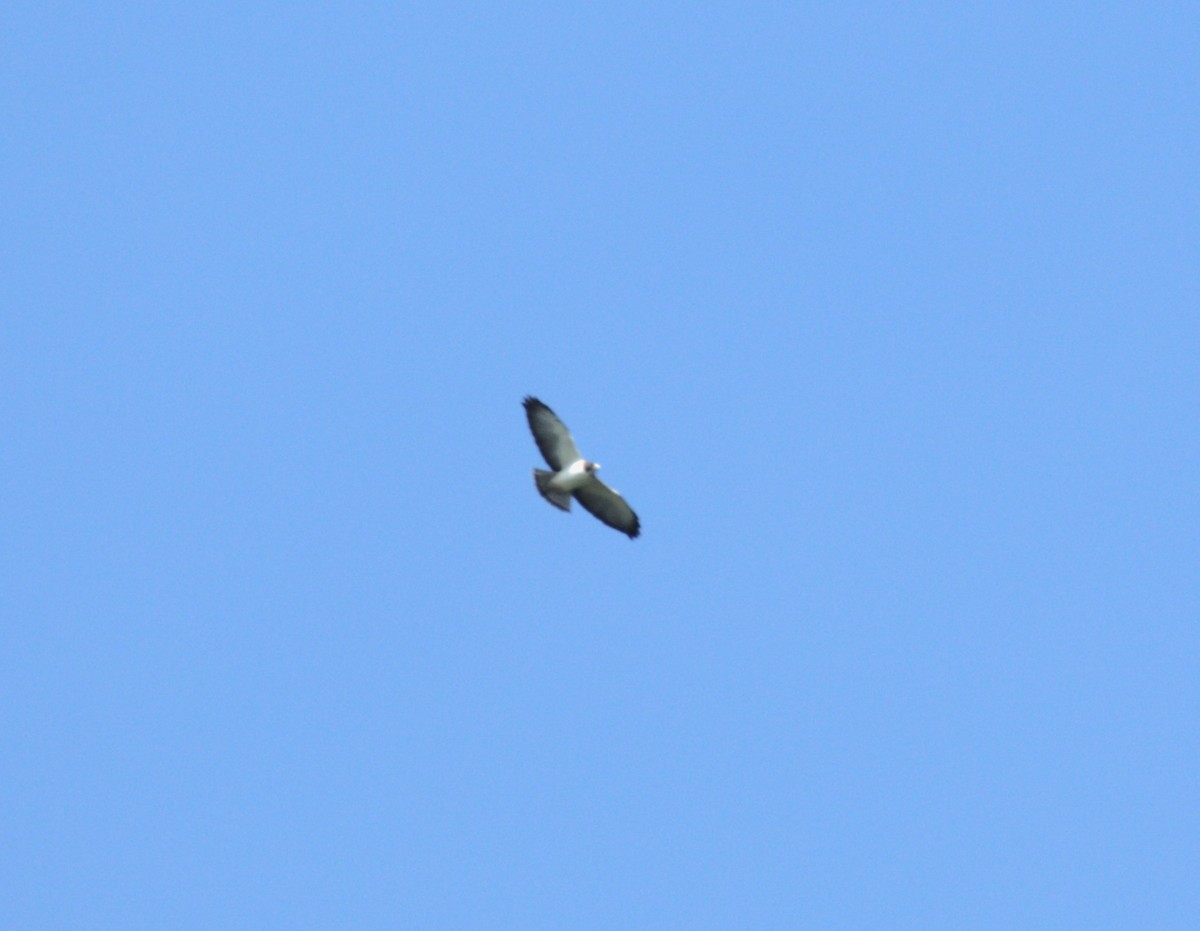 Short-tailed Hawk - ML615161379