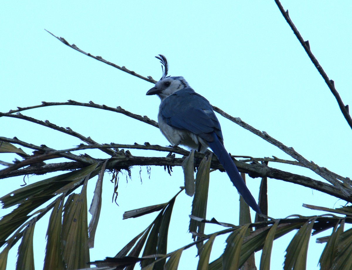 White-throated Magpie-Jay - ML615161407