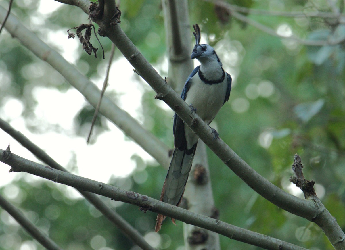 White-throated Magpie-Jay - Josue  de León Lux (Birding Guide) josuedeleonlux@gmail.com +502 3068 8988