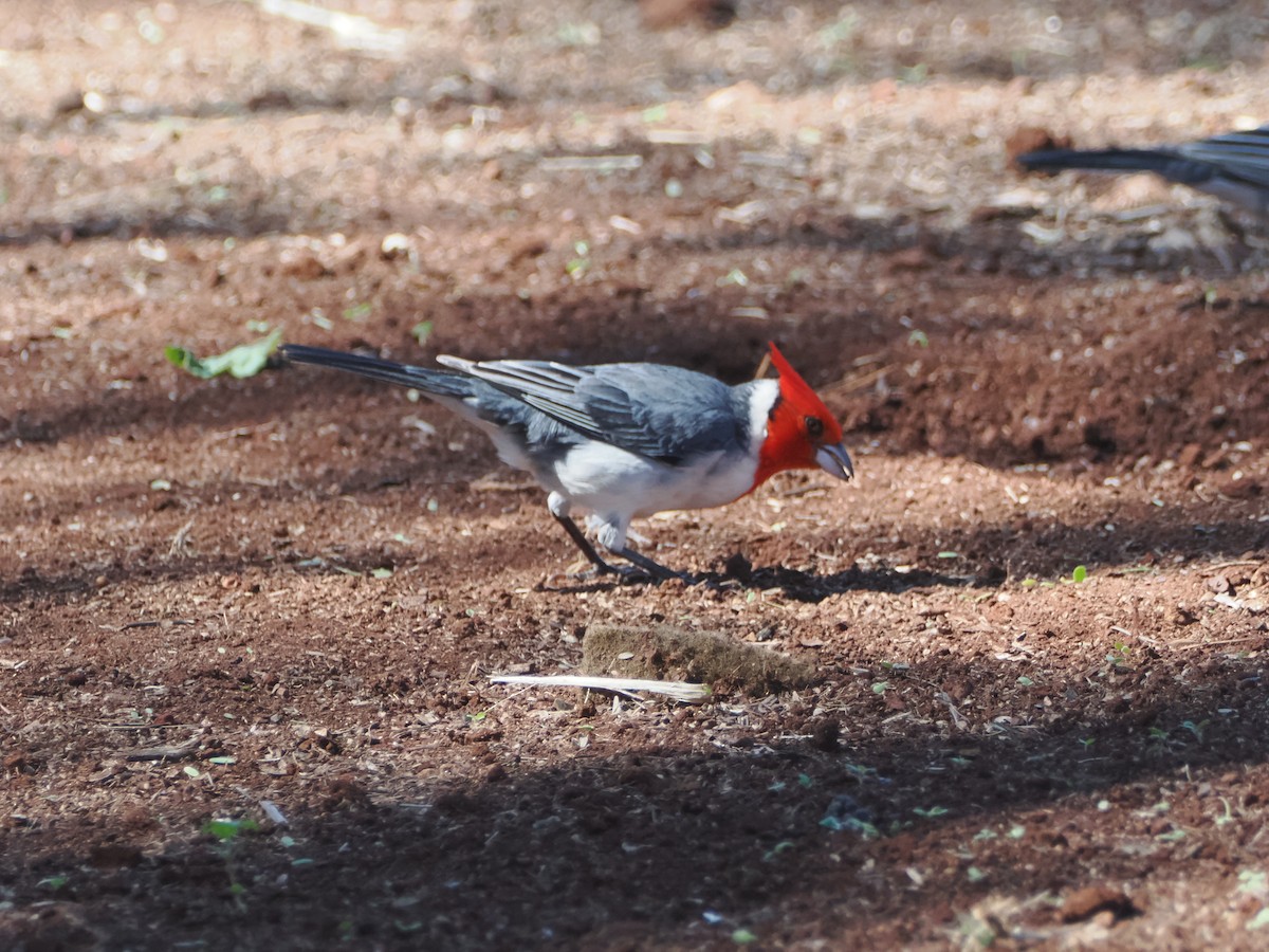 Red-crested Cardinal - ML615161409