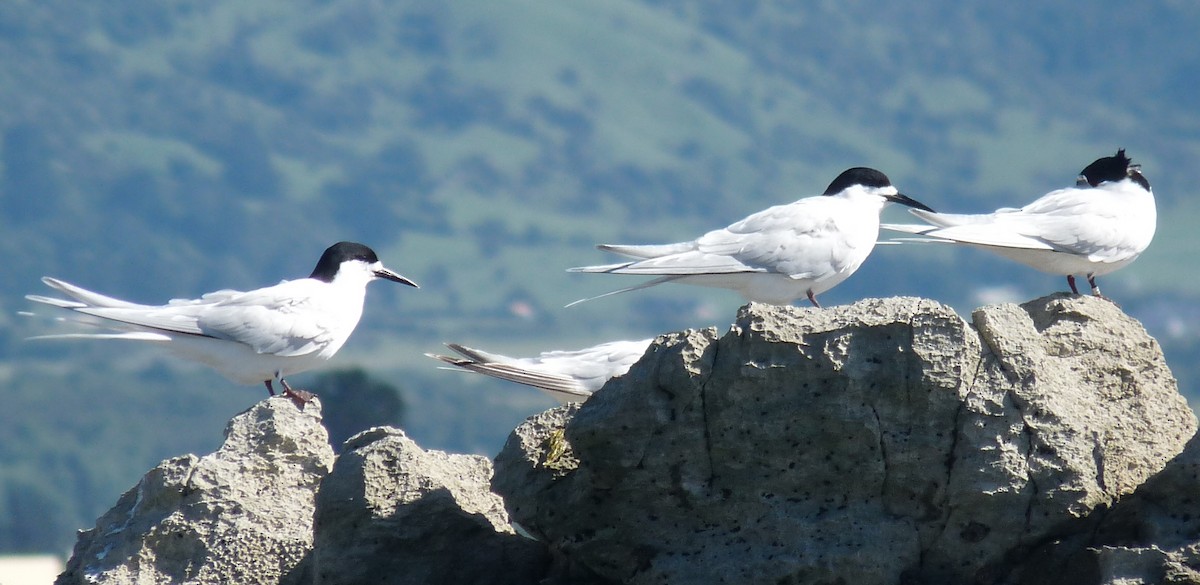 White-fronted Tern - ML615161453