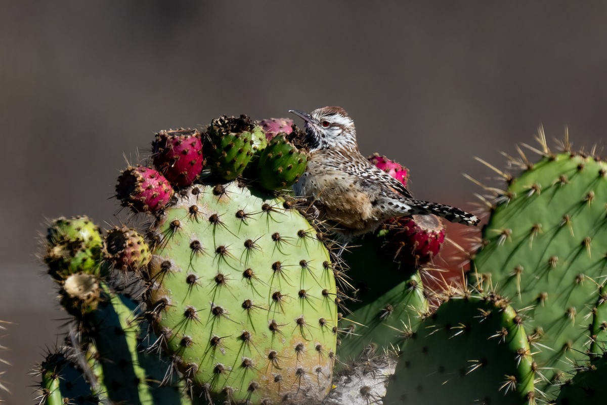 Cactus Wren - Andrea C