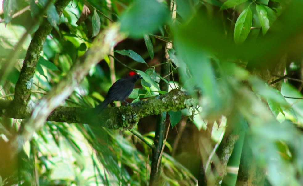 Sooty Ant-Tanager - ML615161490