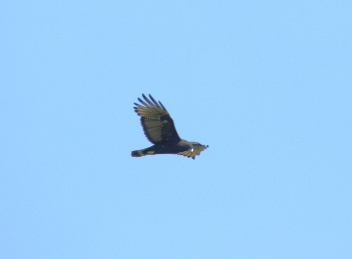 Zone-tailed Hawk - ML615161546
