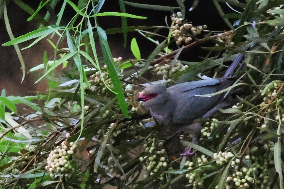 Red-faced Mousebird - ML615161660