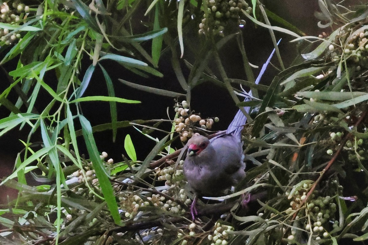 Red-faced Mousebird - ML615161665