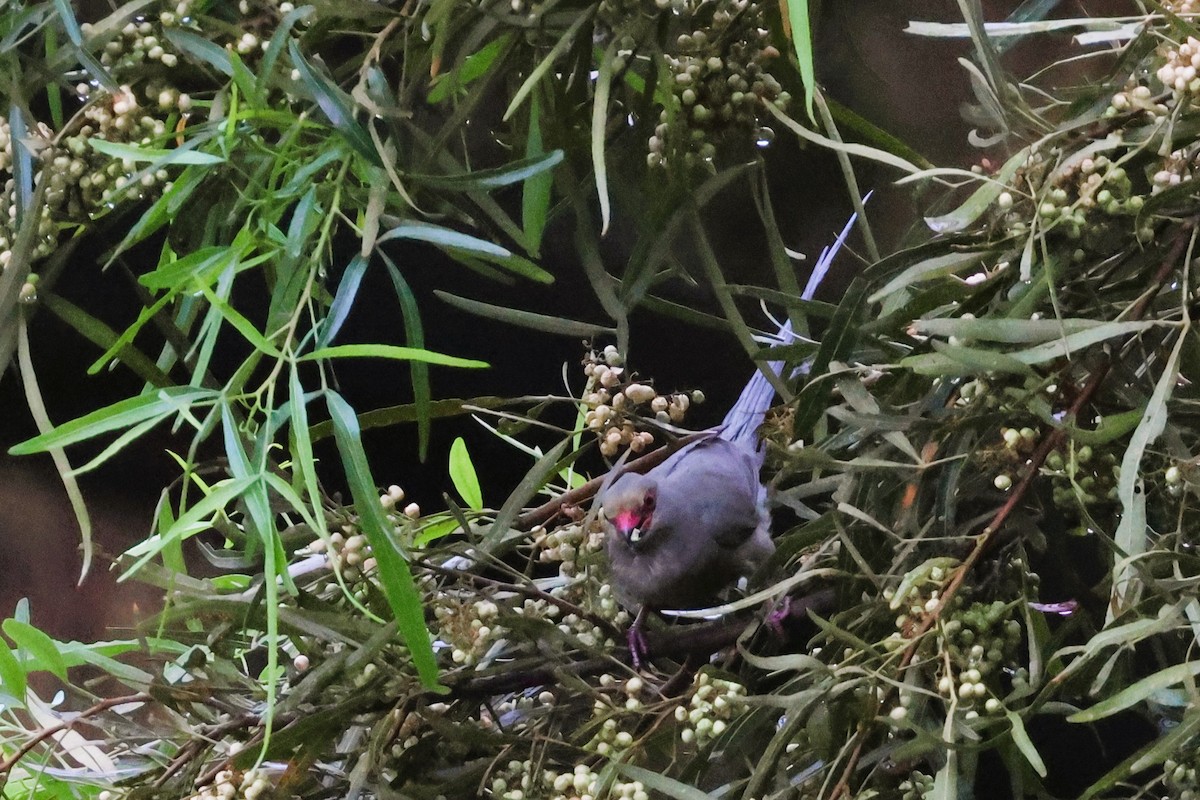Red-faced Mousebird - ML615161669