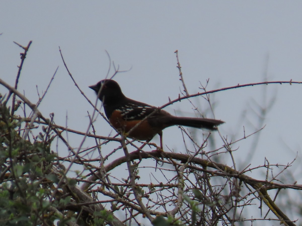Spotted Towhee - ML615161761