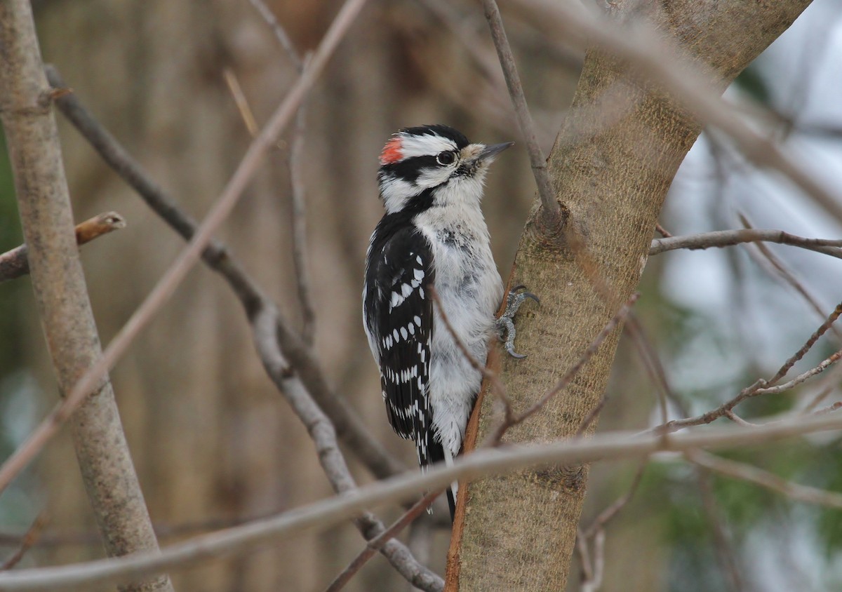 Downy Woodpecker - ML615161921
