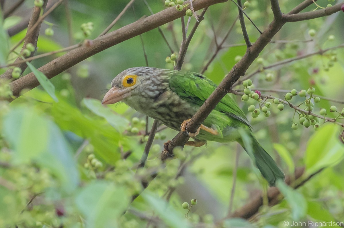 Lineated Barbet - ML615162192