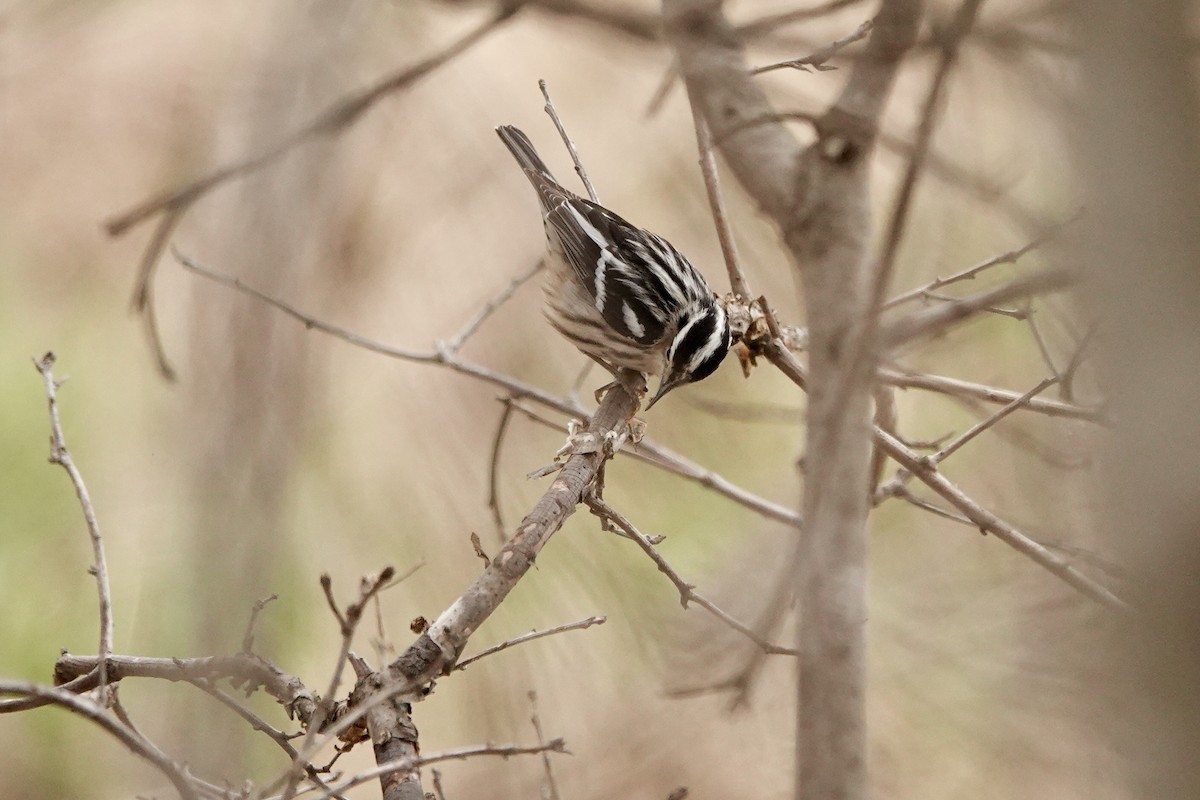 Black-and-white Warbler - ML615162259