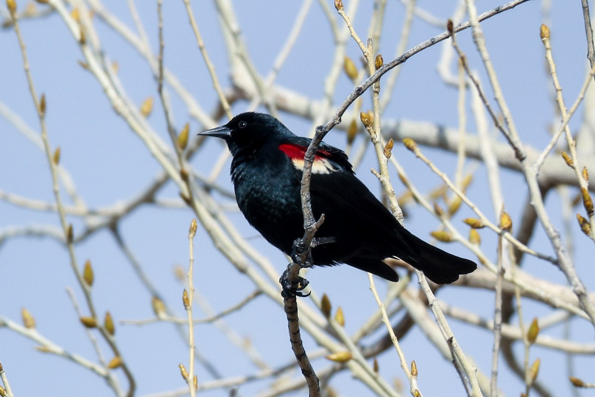 Tricolored Blackbird - ML615162473