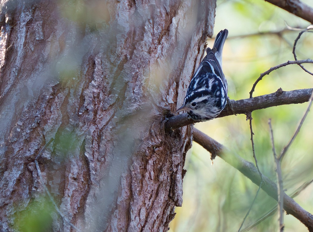 Black-and-white Warbler - ML615162604