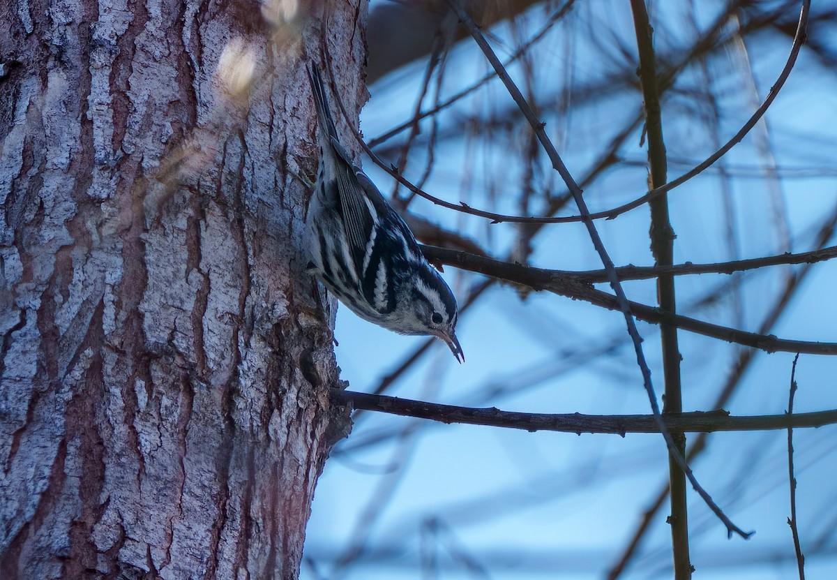 Black-and-white Warbler - ML615162633