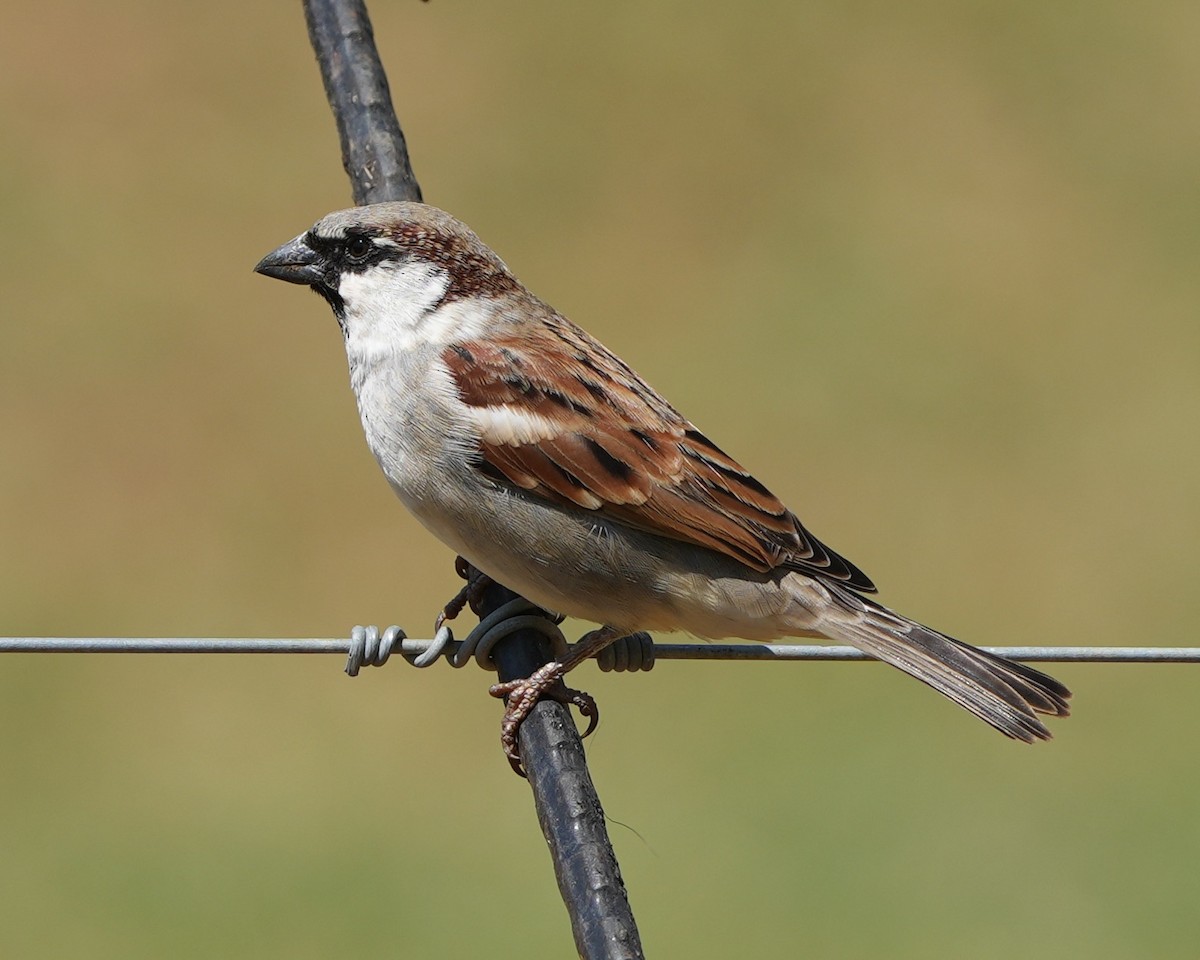 House Sparrow - ML615162761
