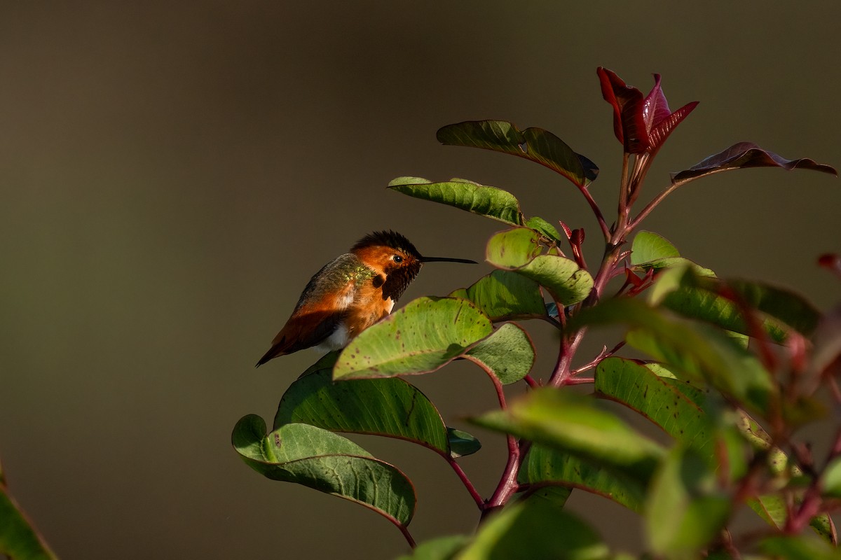 Allen's Hummingbird - ML615162854