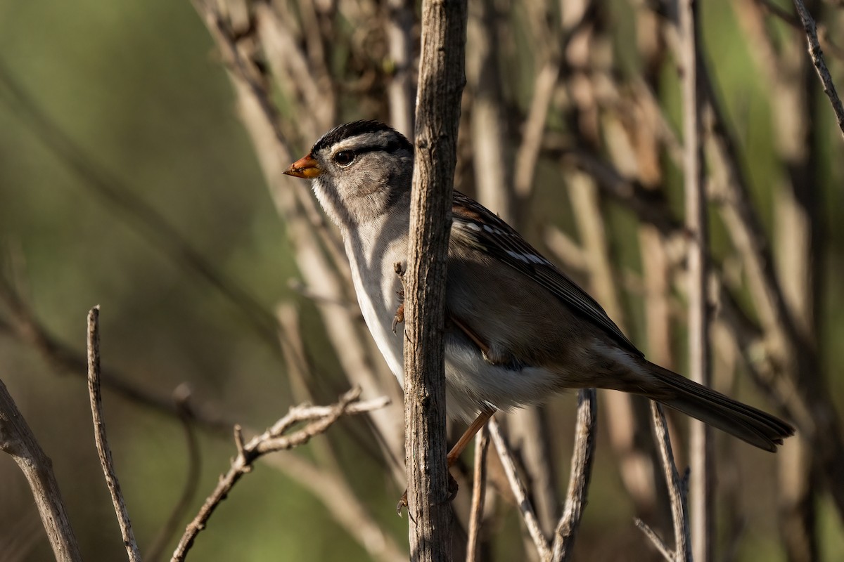 White-crowned Sparrow - ML615162857