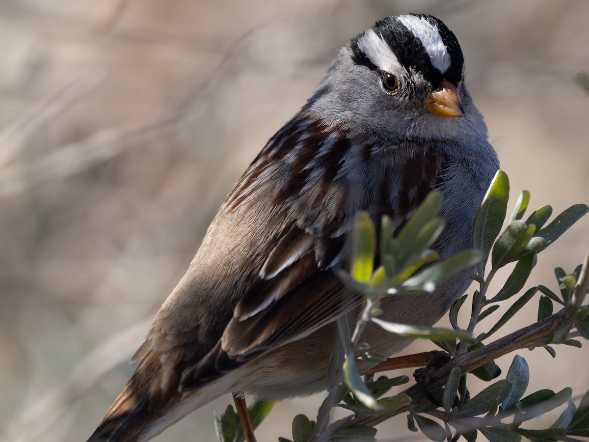 White-crowned Sparrow (Gambel's) - ML615163004