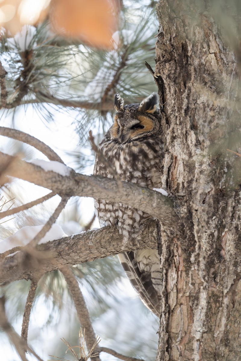 Long-eared Owl - ML615163026