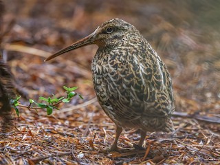  - Subantarctic Snipe