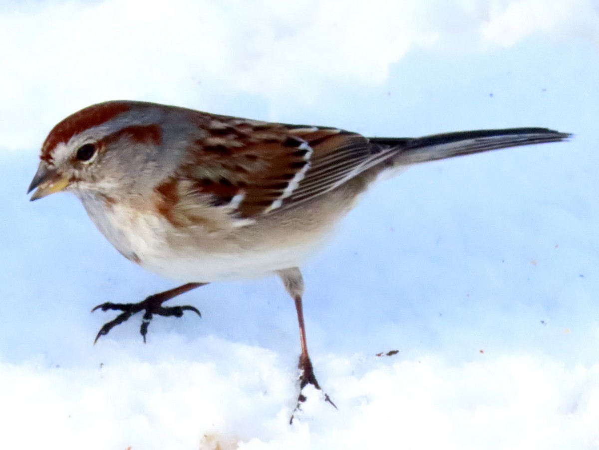 American Tree Sparrow - ML615163288