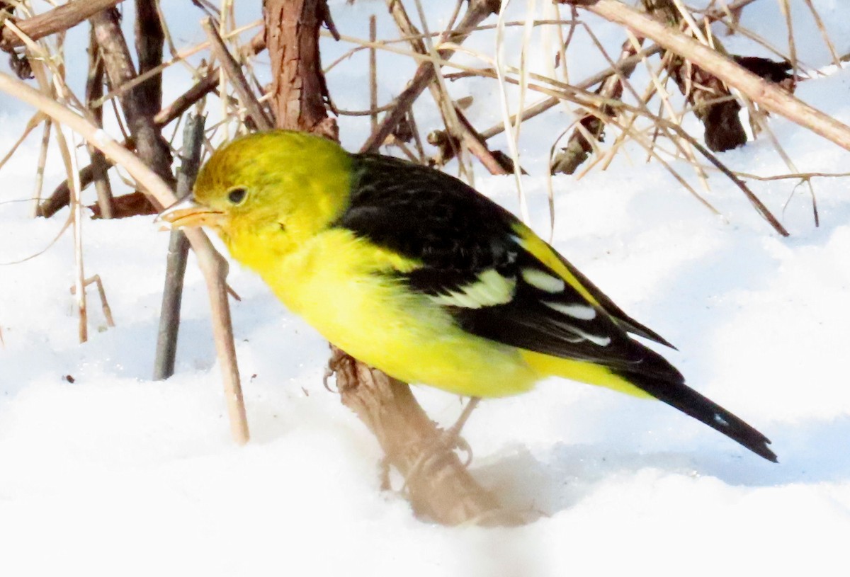 Western Tanager - ML615163296