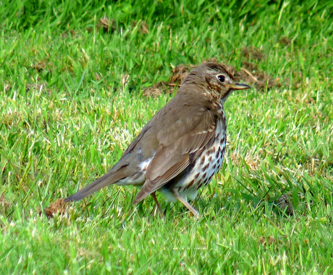 Song Thrush - Arden Anderson