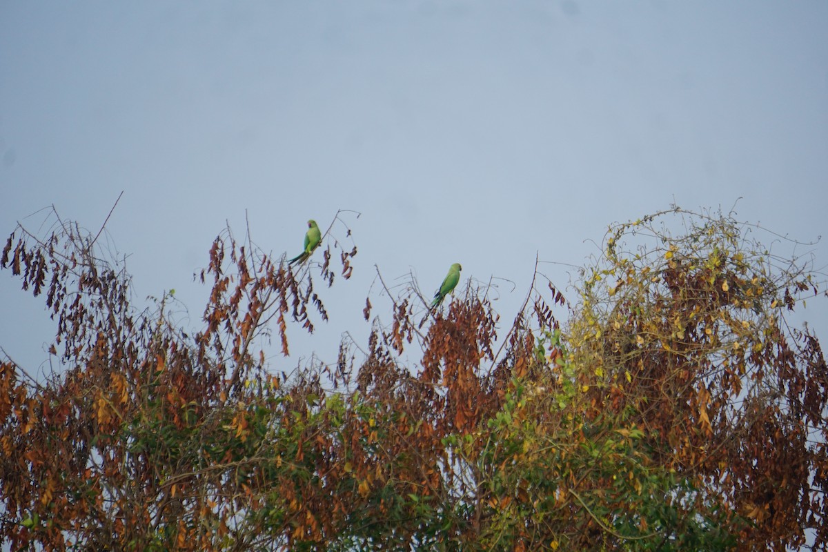 Yeşil Papağan - ML615163759