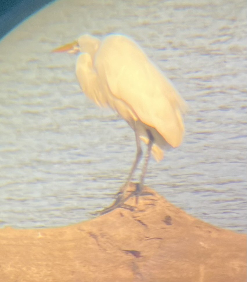 eBird Checklist 14 Feb 2024 624 South Lakeshore Drive, Baton Rouge, Louisiana, US (30.413