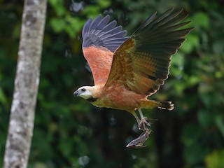  - Black-collared Hawk