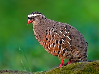  - Painted Bush-Quail