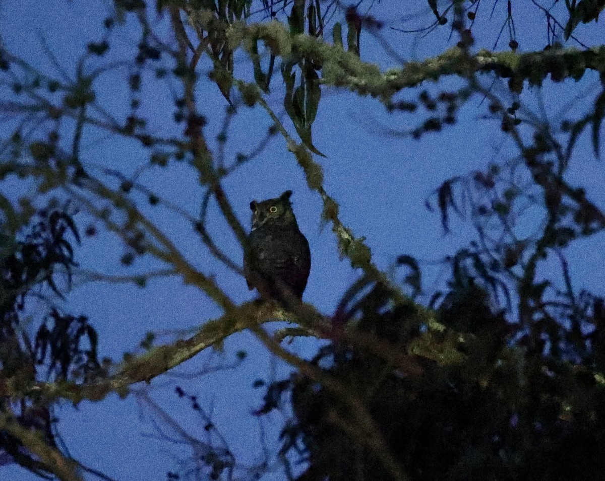 Great Horned Owl - ML615164016