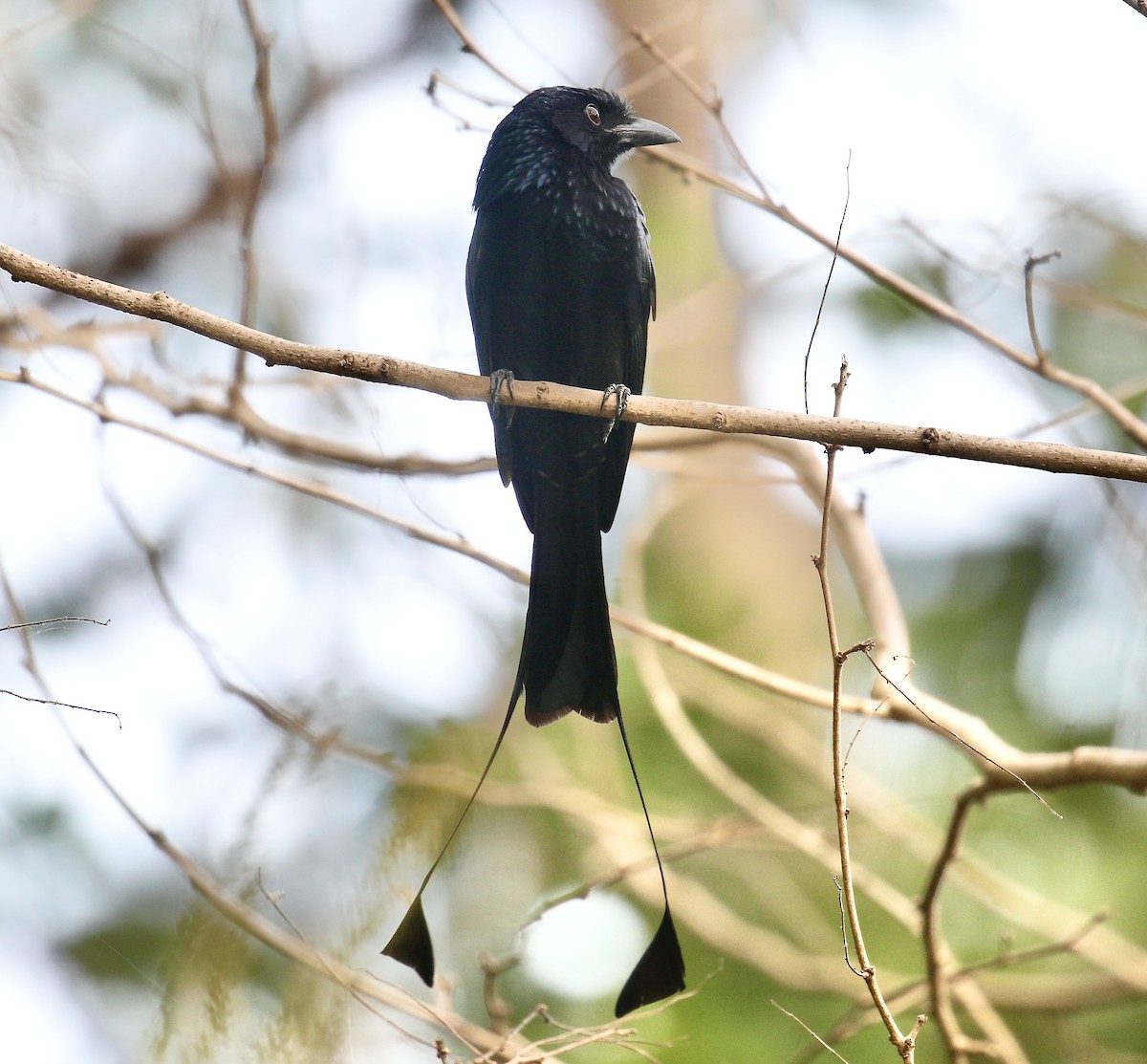 Greater Racket-tailed Drongo - ML615164037