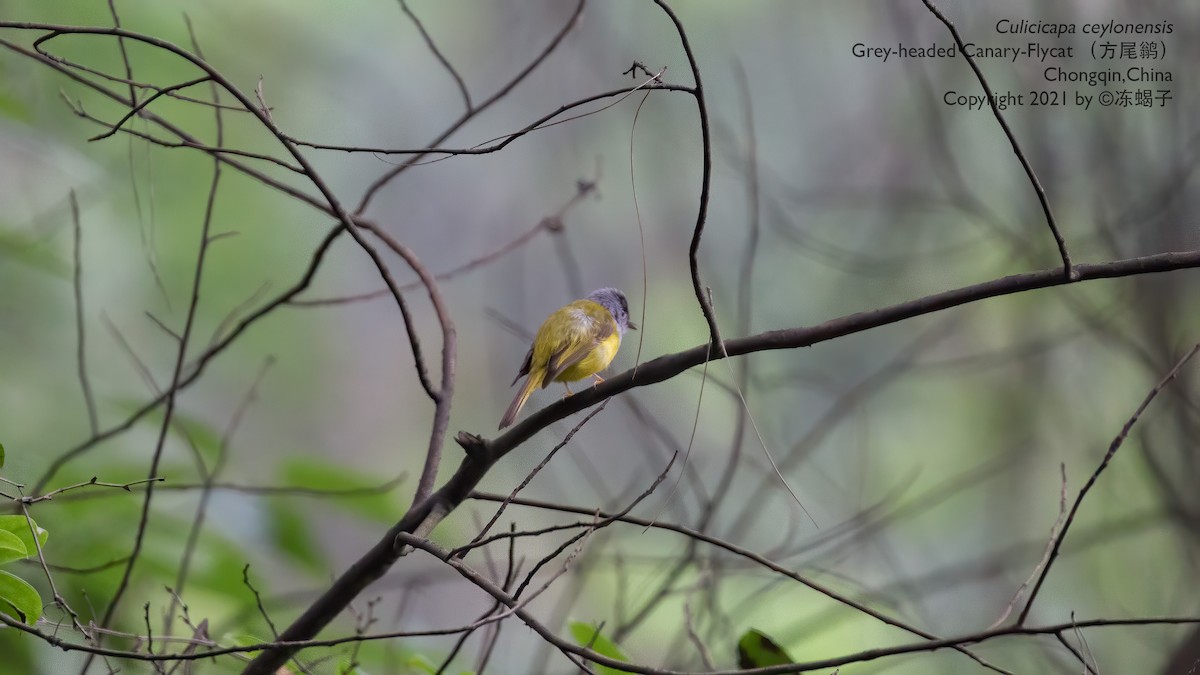 Gray-headed Canary-Flycatcher - ML615164084