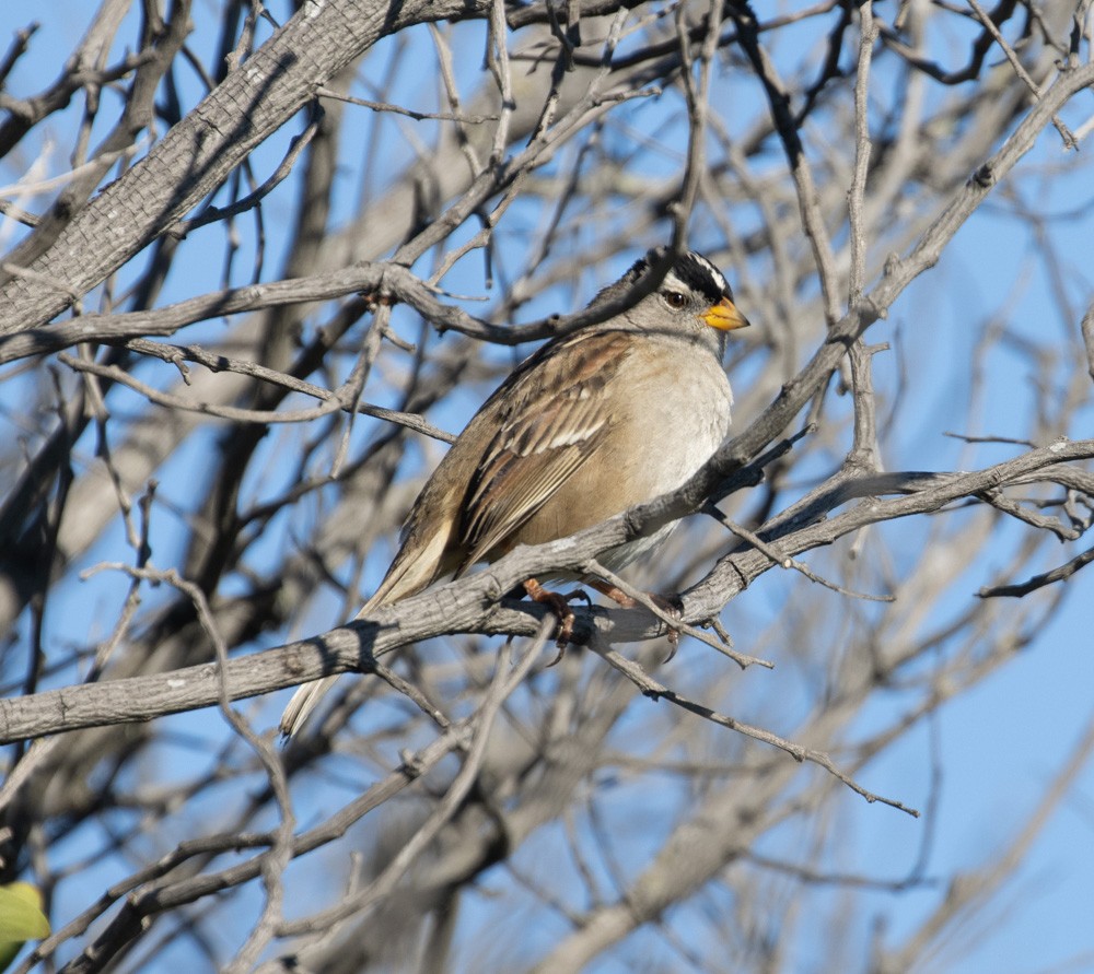 White-crowned Sparrow - ML615164139